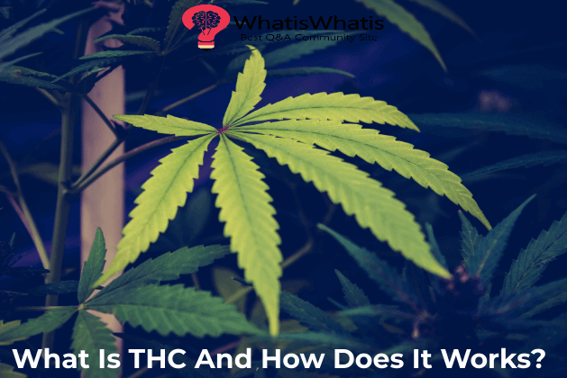 What Is THC And How Does It Works?