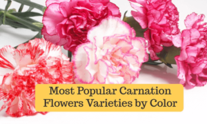 Beautiful Carnation Flower Varieties by Color